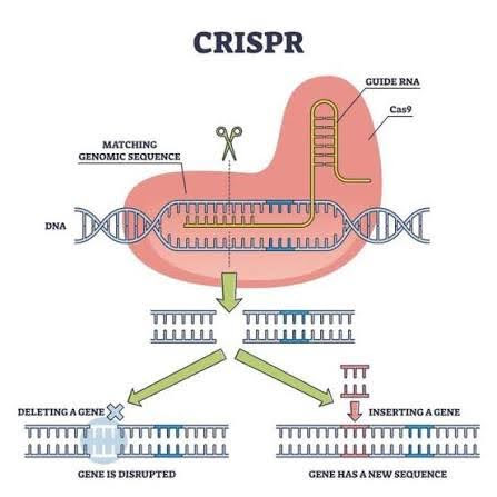 The Science Behind CRISPR