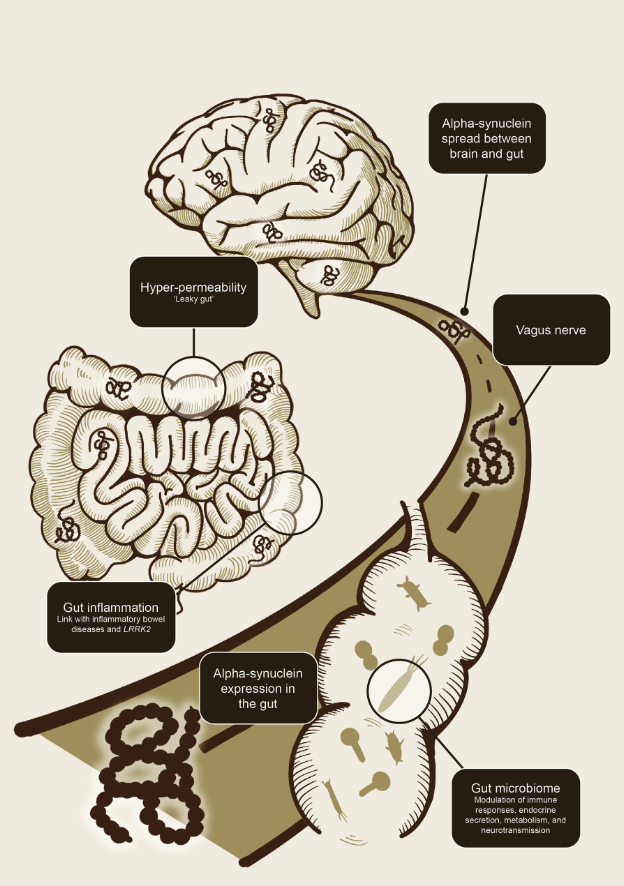 Microbiome Therapeutics for Gut-Brain Axis Modulation
