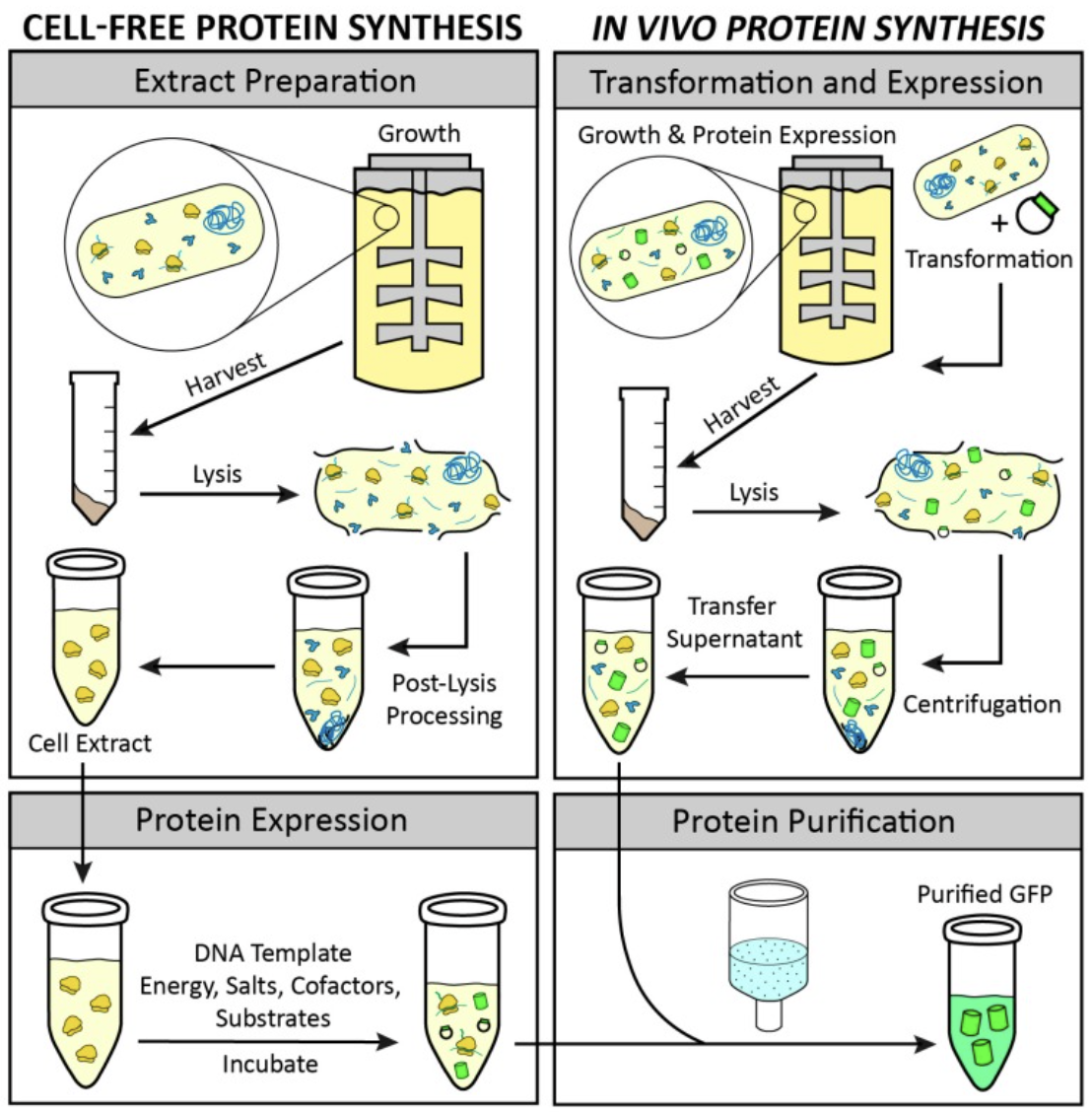 Cell-Free Protein Synthesis For Rapid Drug Discovery
