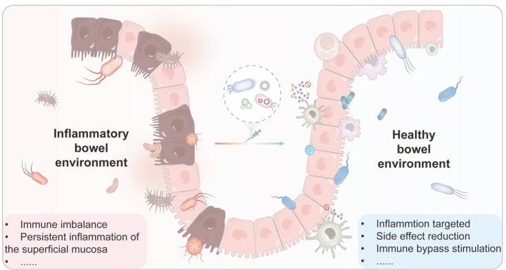 Engineered Bacterial Consortia for Localized Delivery of Anti-Inflammatory Cytokines